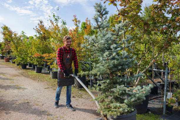 Best Storm Damage Tree Cleanup  in Rhinelander, WI